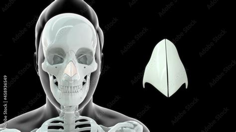 Human Nose Lateral Cartilage Bone Anatomy 3d Illustration Stock