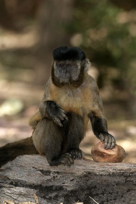 Brown Capuchin Or Black Striped Capuchin Or Bearded Capuchin Cebus