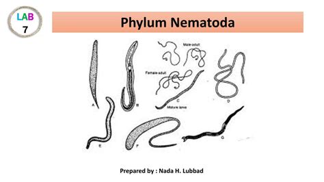 Examples Of Phylum Nematoda