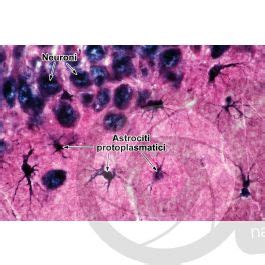 Mammifero Neuroglia X Neuroglia Mammiferi Mammiferi