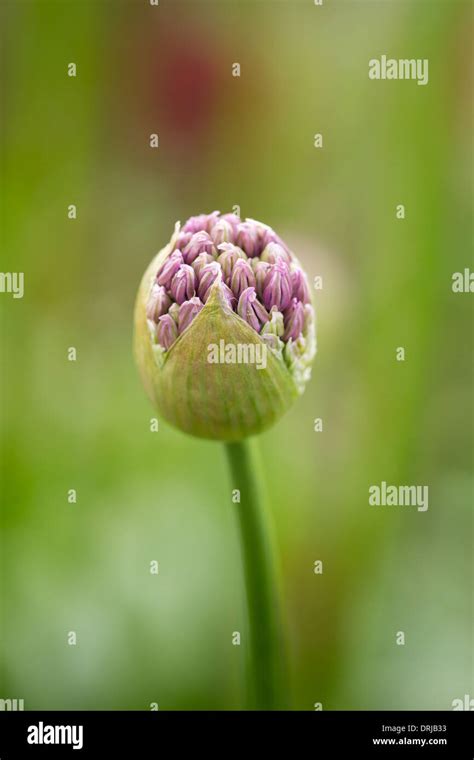 Allium Stipitatum Closed Flower Bud Stock Photo Alamy