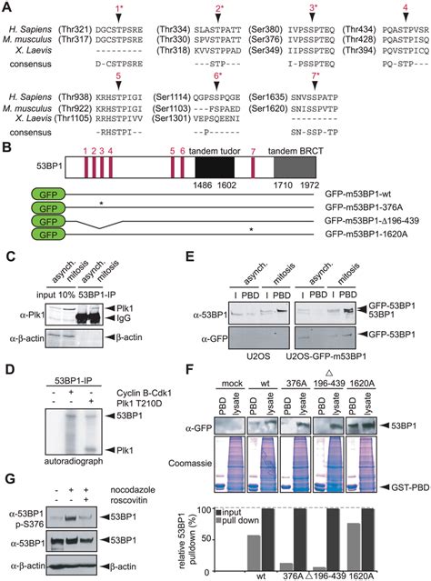 Interaction Of Bp And Plk A Putative Polo Like Kinase Binding