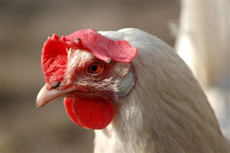 Gallina Leghorn Caracter Sticas Alimentaci N Cuidados Y