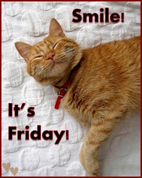 Friday Cat Friday Meme Friday Quotes Funny Hello Friday Funny