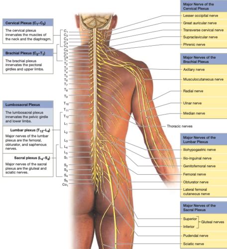 Remediation Test PNS Cranial Nerves Spinal Nerves Flashcards Quizlet