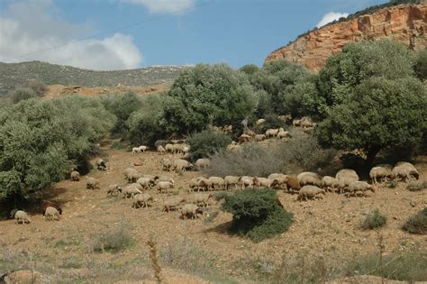 tunisia  tabarka pictures