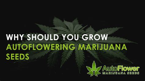 Grow Autoflowering Marijuana Seeds | Autoflower MJ Seeds