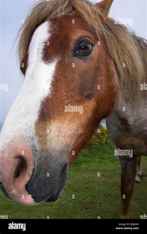 Pit pony hi-res stock photography and images - Alamy