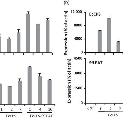 Cyclopropane Fatty Acid Distribution In Transgenic Seeds Cyclopropane