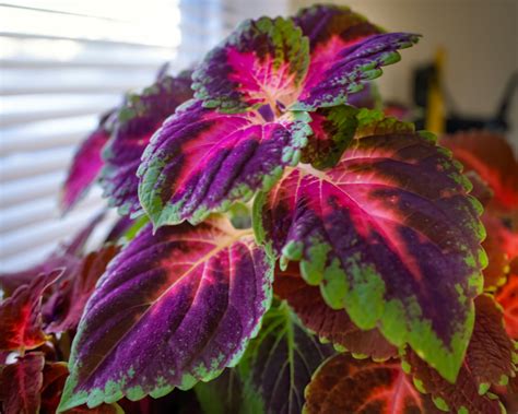 purple indoor plants  easy  grow beauties