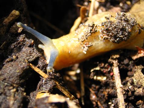 Slug Beautiful Slug Found In A Compost Heap These Slugs A Flickr