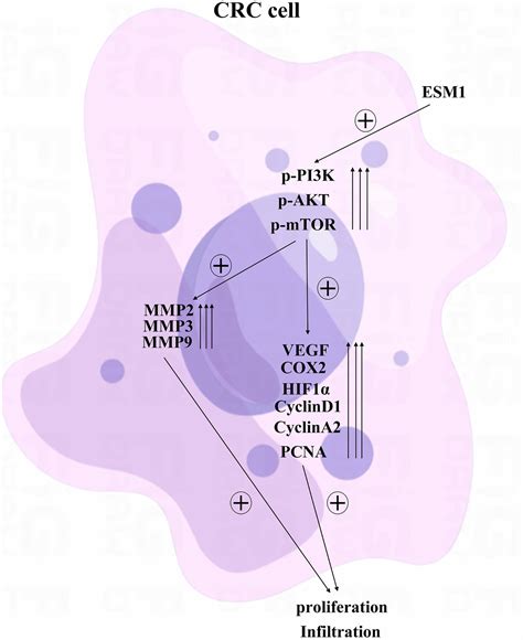 Esm Promotes Angiogenesis In Colorectal Cancer By Activating Pi K Akt