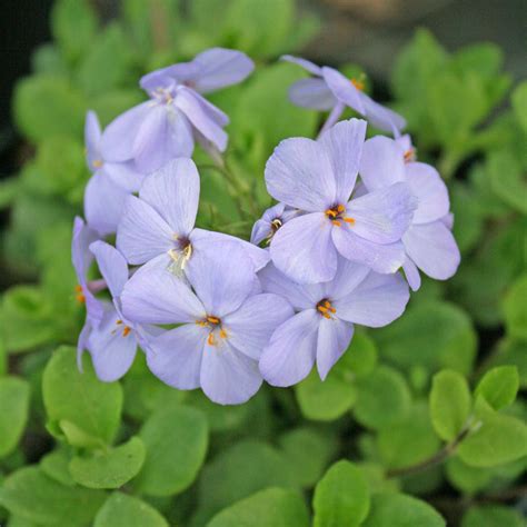 Phlox stolonifera Blue Ridge Creeping Phlox | Rare Roots