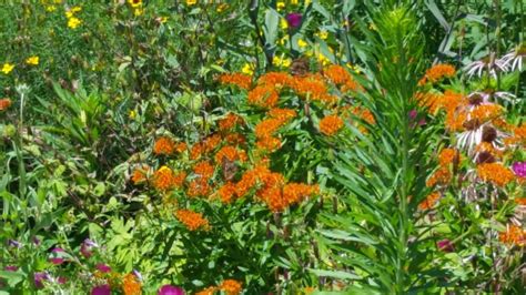 Butterfly Weed How To Grow Asclepias Tuberosa Growit Buildit