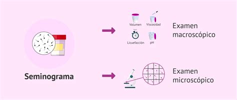 An Lisis Macrosc Pico Y Microsc Pico En El Seminograma