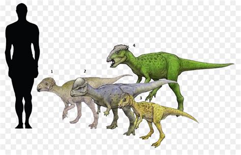 Micropachycephalosaurus Size