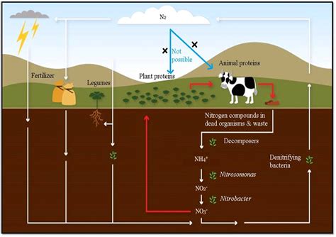 Description Nitrogen Cycle Step 1