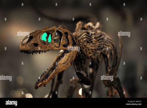 A Rare Juvenile Allosaurus On Display At Summer Place Auctions In