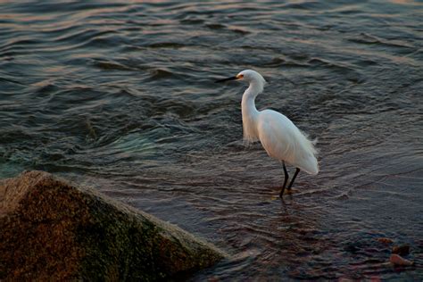 Garza blanca - Pentax User Photo Gallery