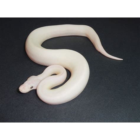 albino ball pythons  reptile puresnakescom