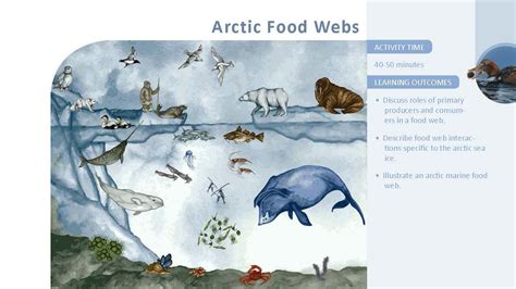 Arctic Marine Food Web