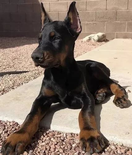 Cachorro Doberman Perrito Doverman Puppy Dobermen Cachorrito Cuotas