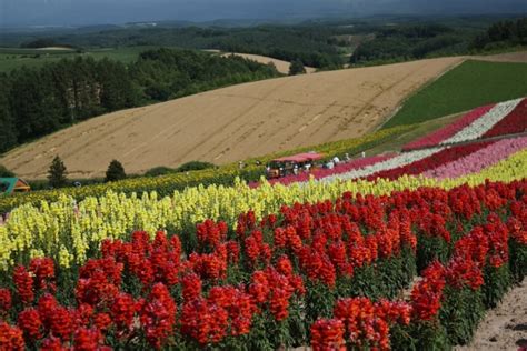 Lavender Season in Hokkaido 2025 | Visit Furano | Kyuhoshi