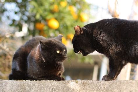 野良猫の鳴き声がうるさいときの対策方法 のらねこらむ