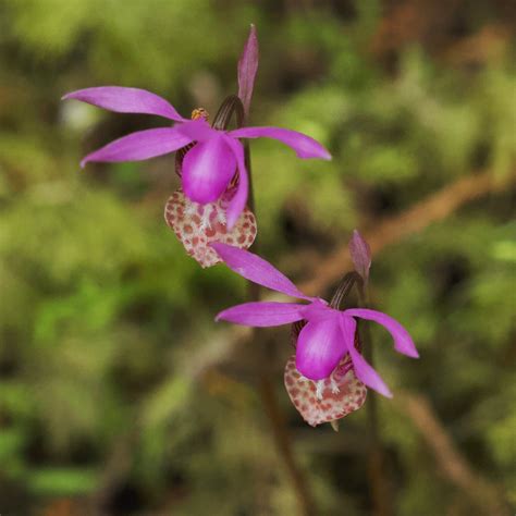 Meet the Fairy Slipper Orchid — Haida Tourism