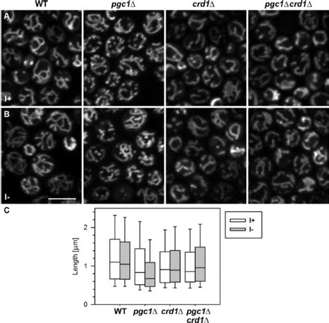 Yeast Cells Accumulating PG Exhibit Fragmented Mitochondria Yeast Cell