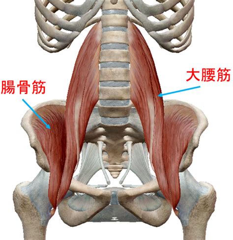 【腸腰筋】あの人はこの筋肉がすごかった！ ポジティブストレッチ｜栄、名古屋駅、池下、四日市のストレッチ専門店