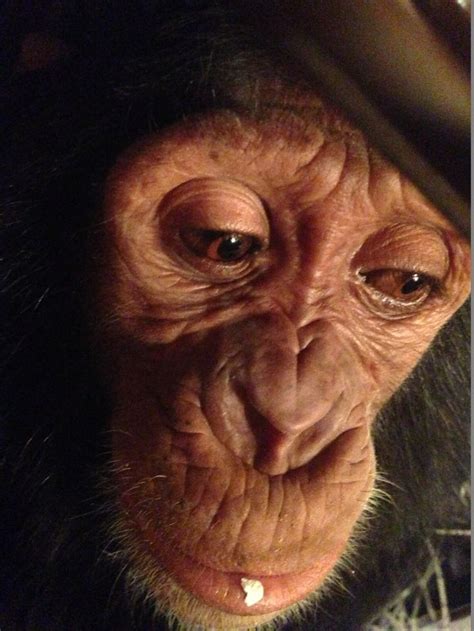 Four Year Old Chimp Who Lived As Selfie Prop In Iraqi Zoo Gets