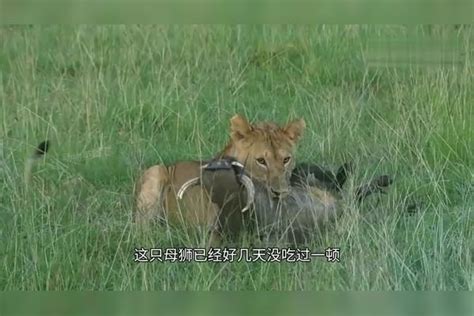 顾家的母狮，抓到疣猪后舍不得吃，拖回家里先给幼崽享用顾家