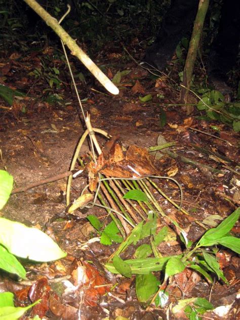 Against All Odds: Traps and Trapping - SWAT Survival | Weapons | Tactics