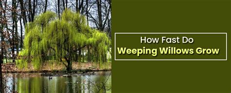 How Fast Do Weeping Willows Grow Per Year Ways To Speed Up