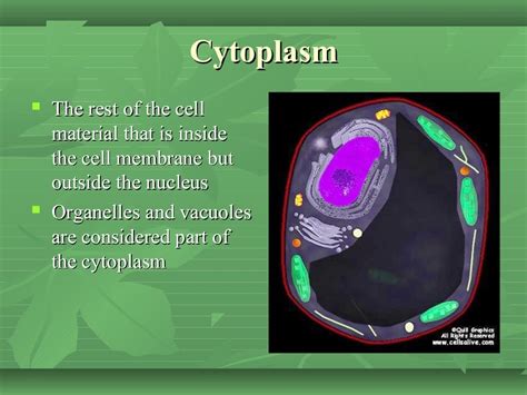 The Cell Factory Ppt