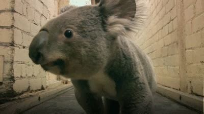 koala-gif | Tumblr