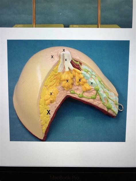 Repro 2 Breast Diagram Quizlet