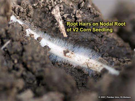 Root Development In Young Corn Purdue University