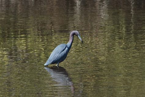 Mosquito Lagoon & Indian River Wildlife Gallery