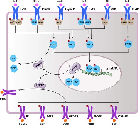 Frontiers T Cell Protein Tyrosine Phosphatase In Glucose Metabolism