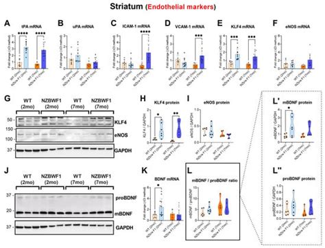 Ijms Free Full Text Altered Hippocampal And Striatal Expression Of