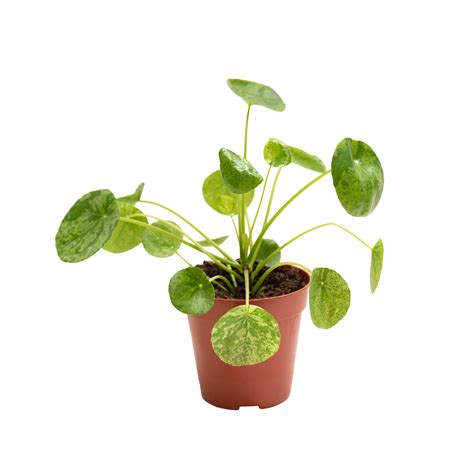 Planta Chinesa Do Dinheiro Mojito Pilea Peperomioides Mojito