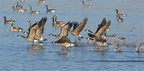 Canada Goose - Early Summer Migration — Badgerland Bird Alliance