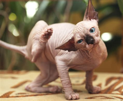 Sphynx Cat Breed Complete Guide Az Animals