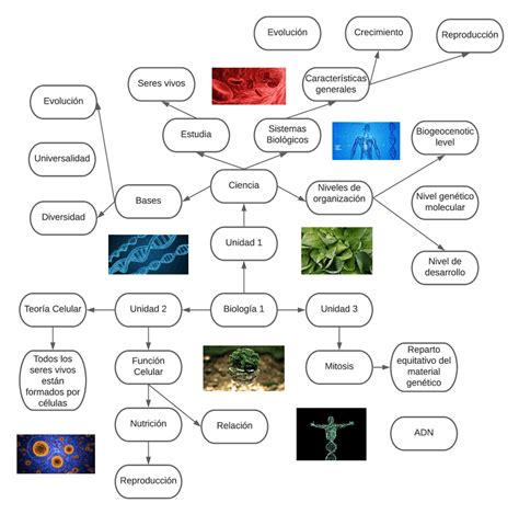 Mapa Mental Biología Esquemas Y Mapas Conceptuales De Biología Docsity