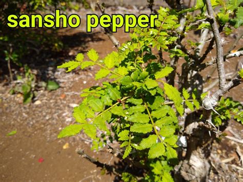 Sansho Pepper | ESP Nursery