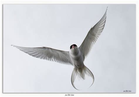 Arctic Tern Visit Akureyri