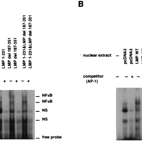 Induction Of Nf B A And Ap B Dna Binding Activity In Cells