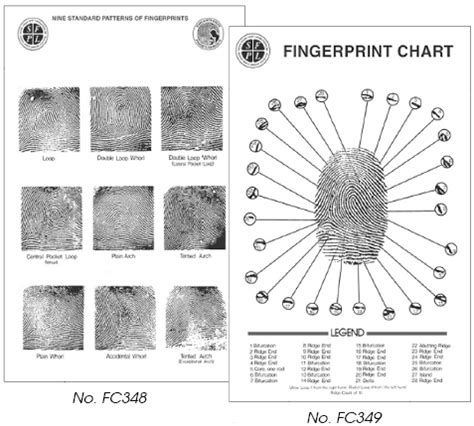 Fingerprint Comparison Wall Chart FC349 Forensi Tech Limited